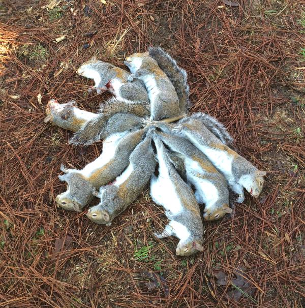 Squirrel Harvested off a Deer Feeder