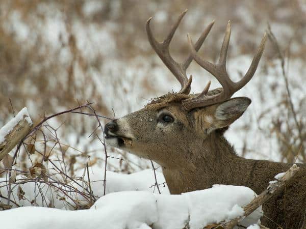 Whitetail Deer - Winter Supplemental Feeding