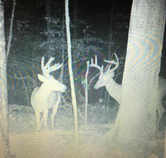 Bucks at a Deer Feeder at Night