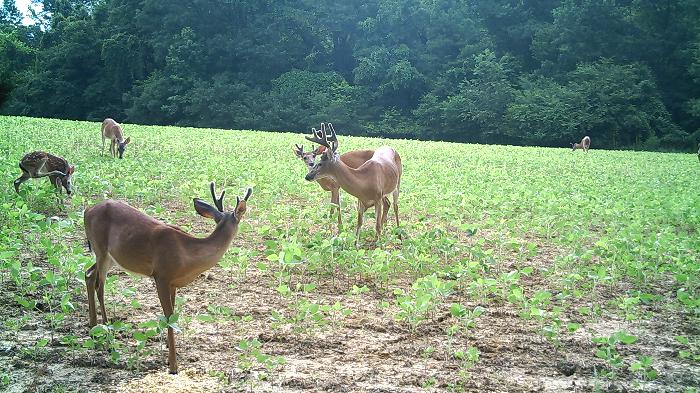 Deer Food Plot vs Deer Feeder
