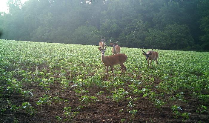 How big should a deer food plot be