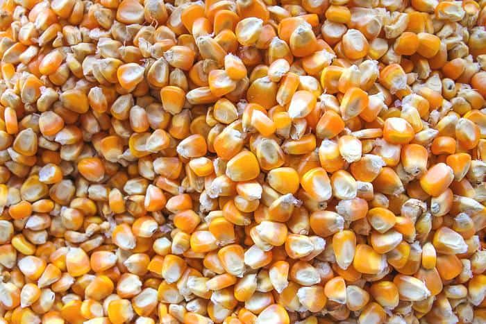 Converting a pound of deer corn over to gallons