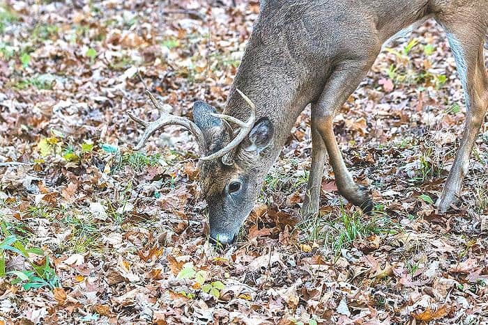 Understanding Deer Attractants