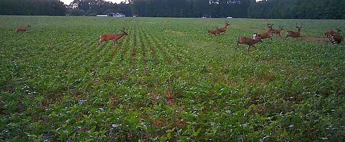 Deer Feeding in a Field