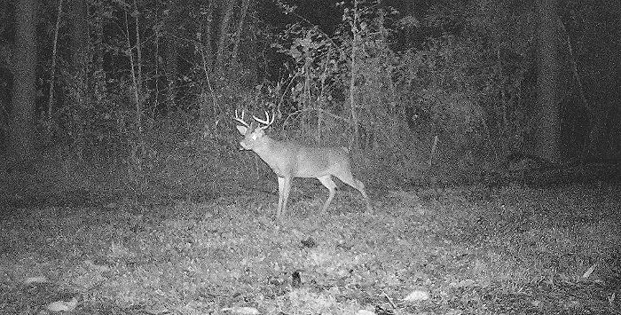 What are the best food plots for sandy soil?