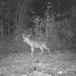 What are the best food plots for sandy soil
