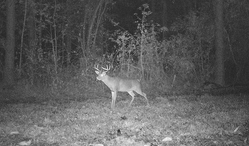 What are the best food plots for sandy soil