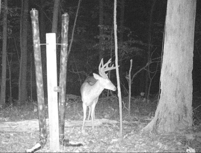 What's the best deer attractant to mix with corn