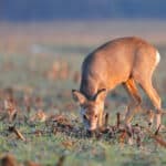Doe Feeding at a Food Plot Switching from Corn to Winter Wheat