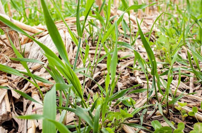 No-Till Winter Rye Growing in Corn Stubble