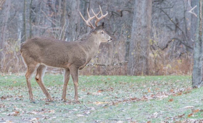 Whitetail Buck In front of a Wheat Food Plot