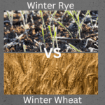 Winter Wheat or Rye for deer