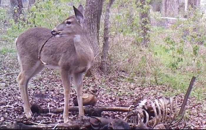 Deer Chewing on a Human Rib Bone