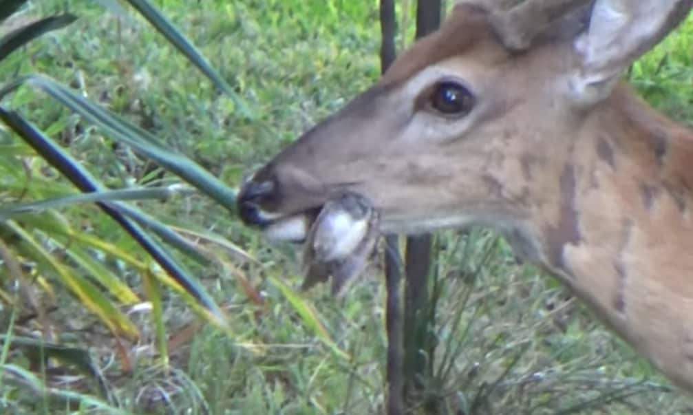 Deer Eating a Bird