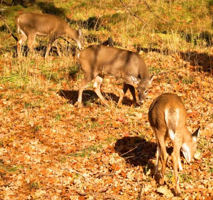 Group of Deer Feeding
