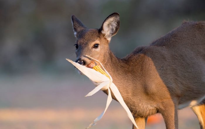Whitetail Deer Eating an Ear of corn
