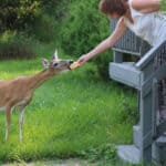 Can Deer Eat Bread Safely