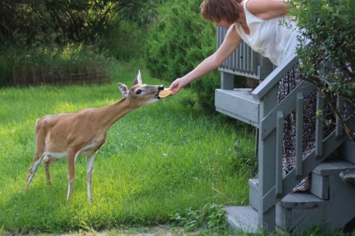 Can Deer Eat Bread Safely