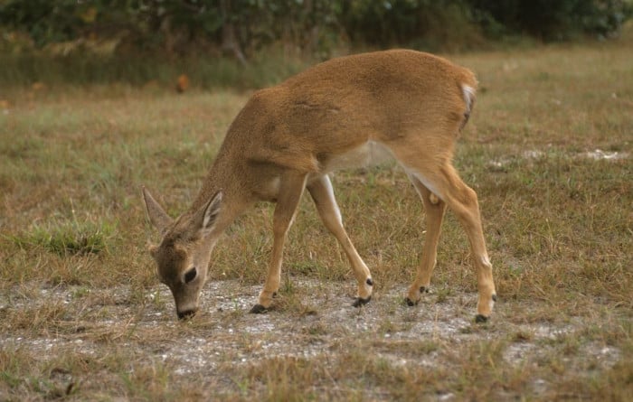 Can Deer Eat Oats