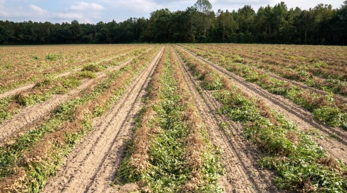 Commercially Planted Peanut Field