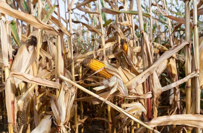 Corn on the Cob on Stalks