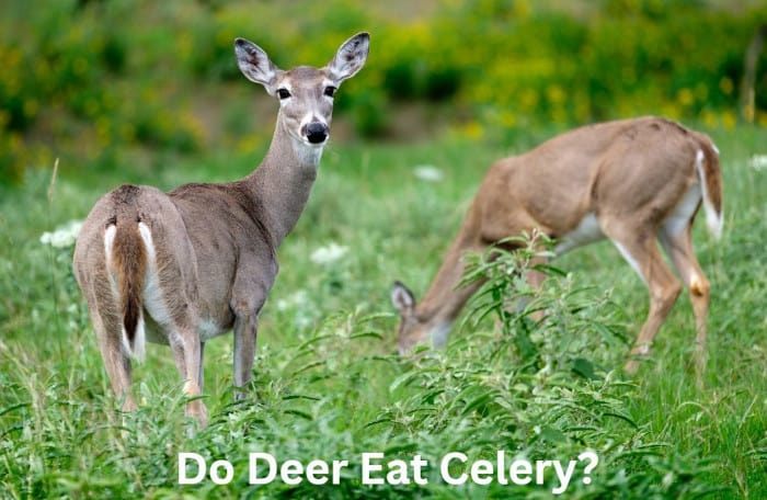 Do Deer Eat Celery?