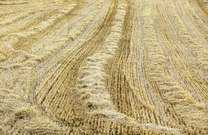Field of Recently Cut Barley
