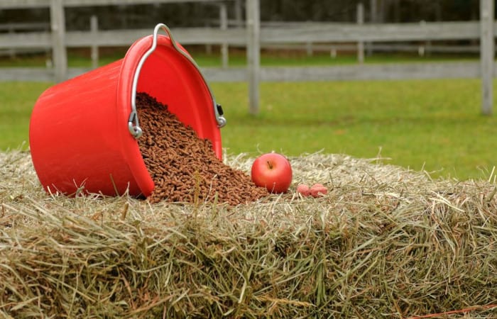 Sweet Horse Feed is a Whitetail Favorite