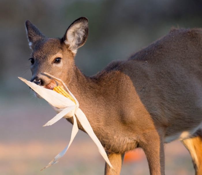 Whitetail Doe Eating a Cob of Corn