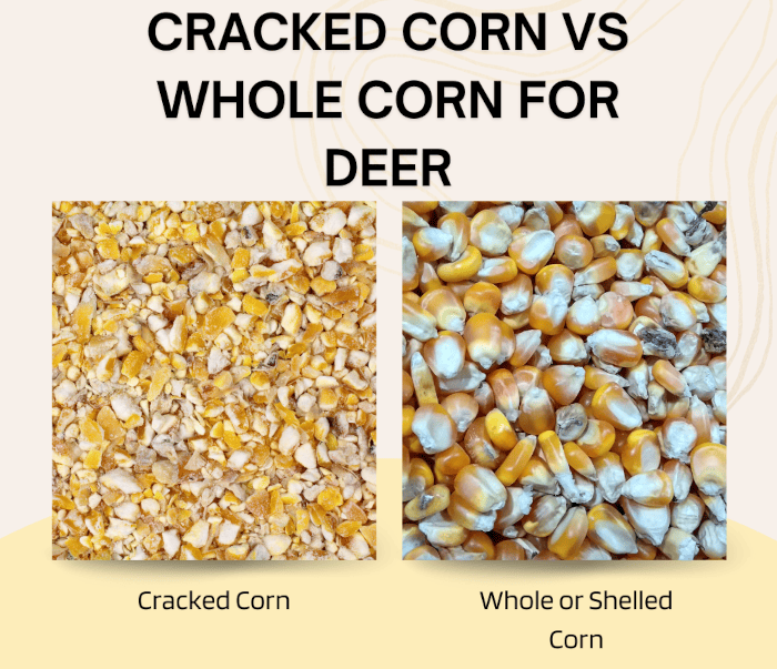 Cracked Corn vs Whole Corn for Deer