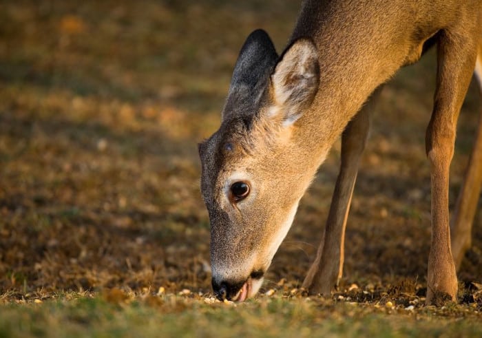 Young Whitetail Buck Eating Corn on the Ground